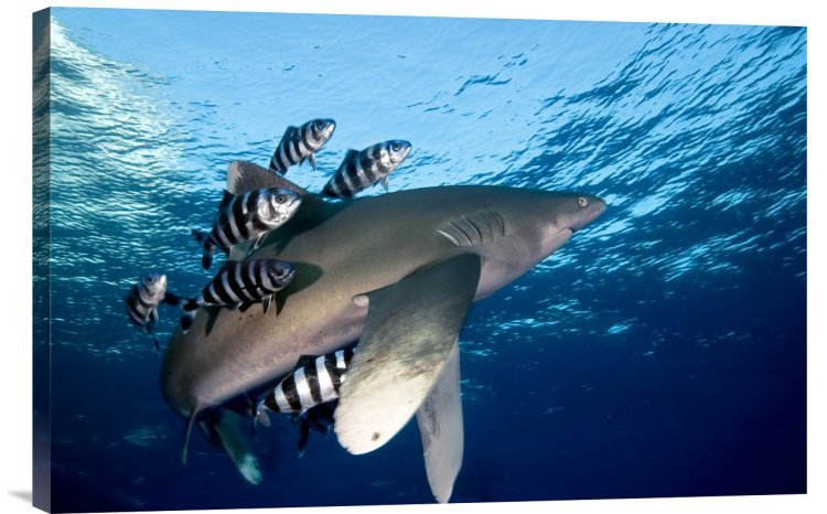 " Oceanic White-Tip Shark Close To The Surface ", 16" H x 24" W, Black Framed