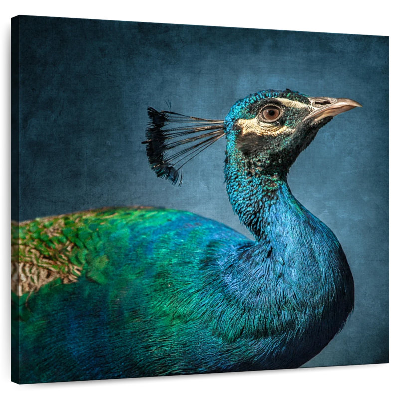 Brampt Proud Peacock