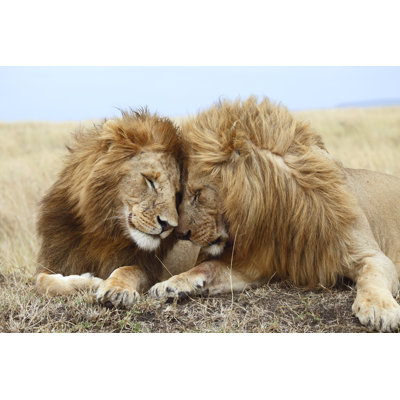 " Lion Brothers " by Stobi_De