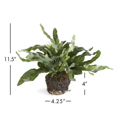 Georgia Echeveria Fern Drop-In Faux Plant