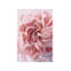 Rose by Urban Epiphany - Wrapped Canvas Print-1743959182