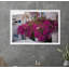 Bougainvillée Oia-59121771-59121774