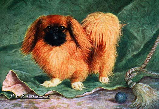 « pekinese champion chu-erh of alderbourng », impression