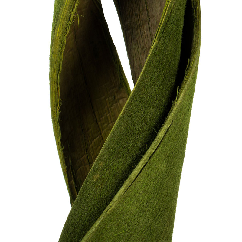 Primrue 45 - 48 "velours basilic coco - enroulé, 3 tiges, séché