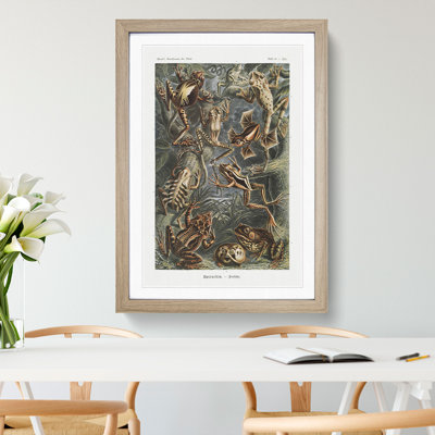 Frogs and Toads by Ernst Haeckel - Picture Frame Painting