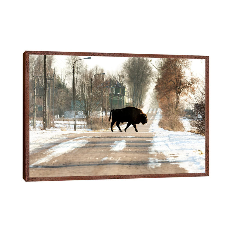Europe, Poland, Podlaskie,European Bison IV by Mikolaj Gospodarek - Gallery-Wrapped Canvas Giclée on Canvas
