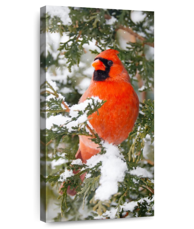 Winter Cardinal, 30" H x 15" W