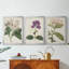 Antique Antique Botanical Collection-1549653833-1549653832