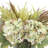 Fall Centerpiece with Hydrangeas, Pampas and Wheat