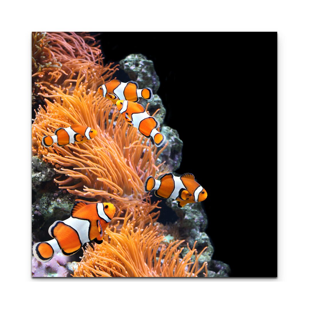 Leinwandbild Seeanemone und Clownfisch im Aquarium