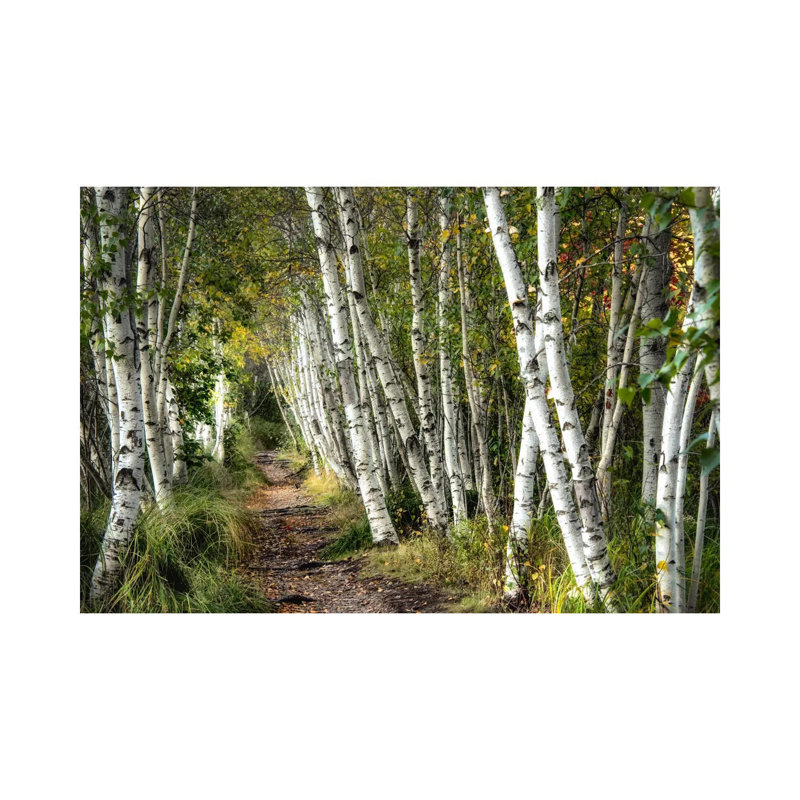 A Walk Through The Birch Trees by Danny Head - Print on Canvas, 20.32 cm H x 30.48 cm W, No Frame, No Frame