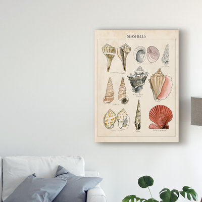 «Seashell Sketch II» par Naomi McCavitt, reproduction d'art graphique sur toile