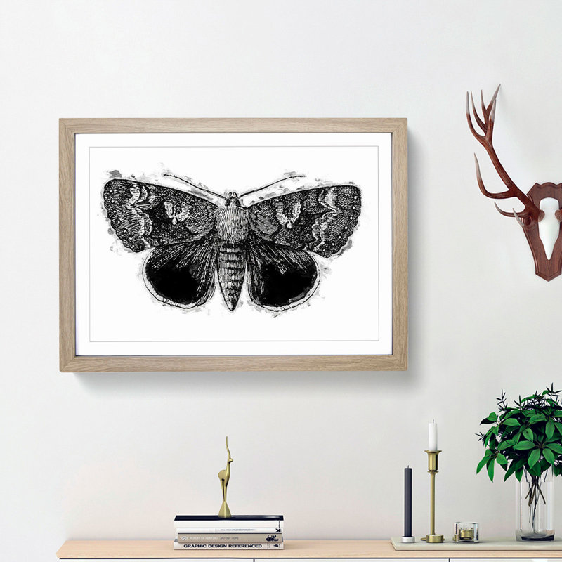 Epione Underwing Moth by S.F. Denton - Picture Frame Painting Print on MDF, 48cm H x 65cm W x 2cm D, Oak Framed