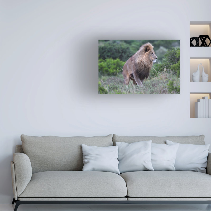 Art sur toile «Bob Bob Langrish Lion», H 12 po x l 19 po