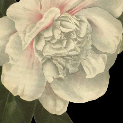 Camélia dramatique II