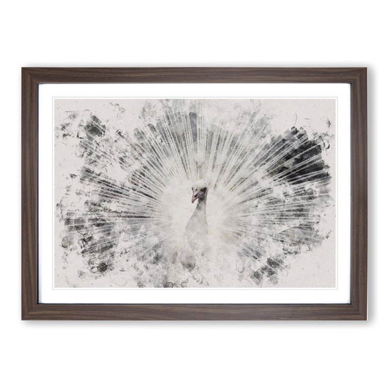 White Peacock - Picture Frame Graphic Art, Walnut Framed, 27cm H x 36cm W x 2cm D