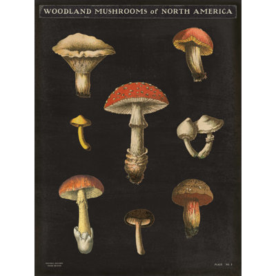 Champignon II, impression sur toile tendue