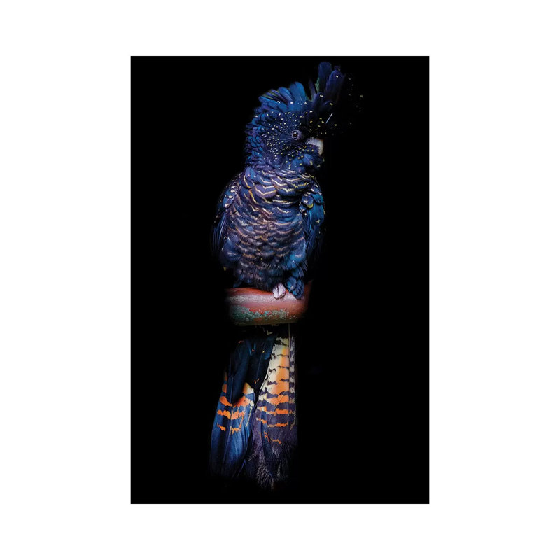Red-Tailed Black Cockatoo by David Whelan - Wrapped Canvas Painting, 20.32 cm H x 30.48 cm W