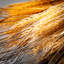22.5" Artificial Neutral Fall Wheat Bundle Set of 2, Brown