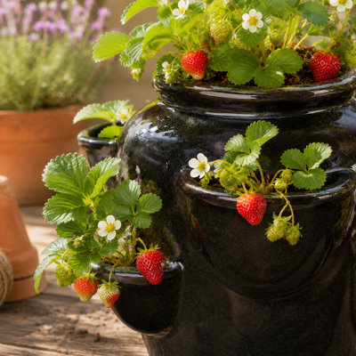 Pot à fraises - Noir