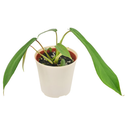 4" Philodendron Joepii