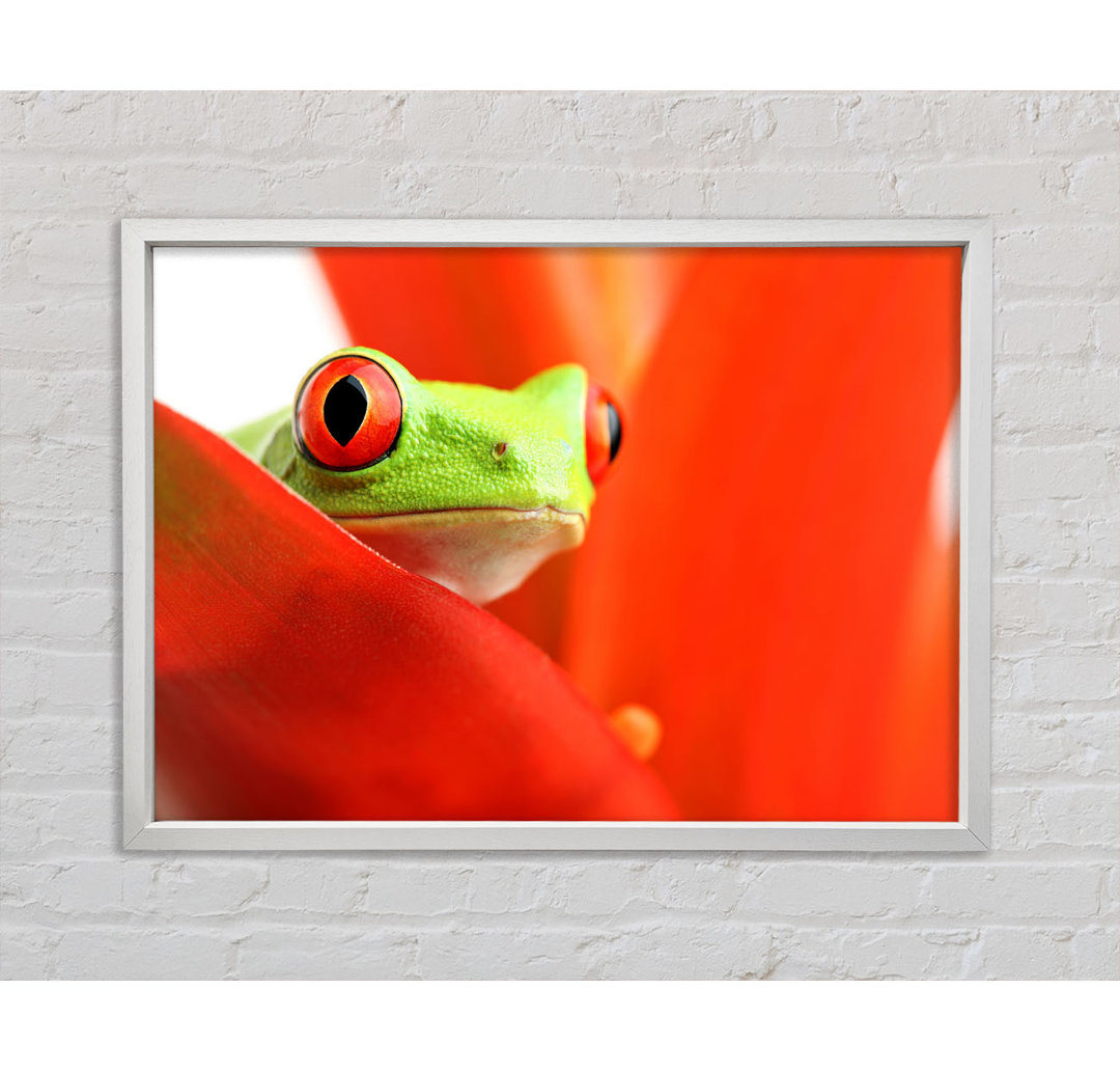 Red Leaf Frog - Einzelner Bilderrahmen Kunstdrucke auf Leinwand