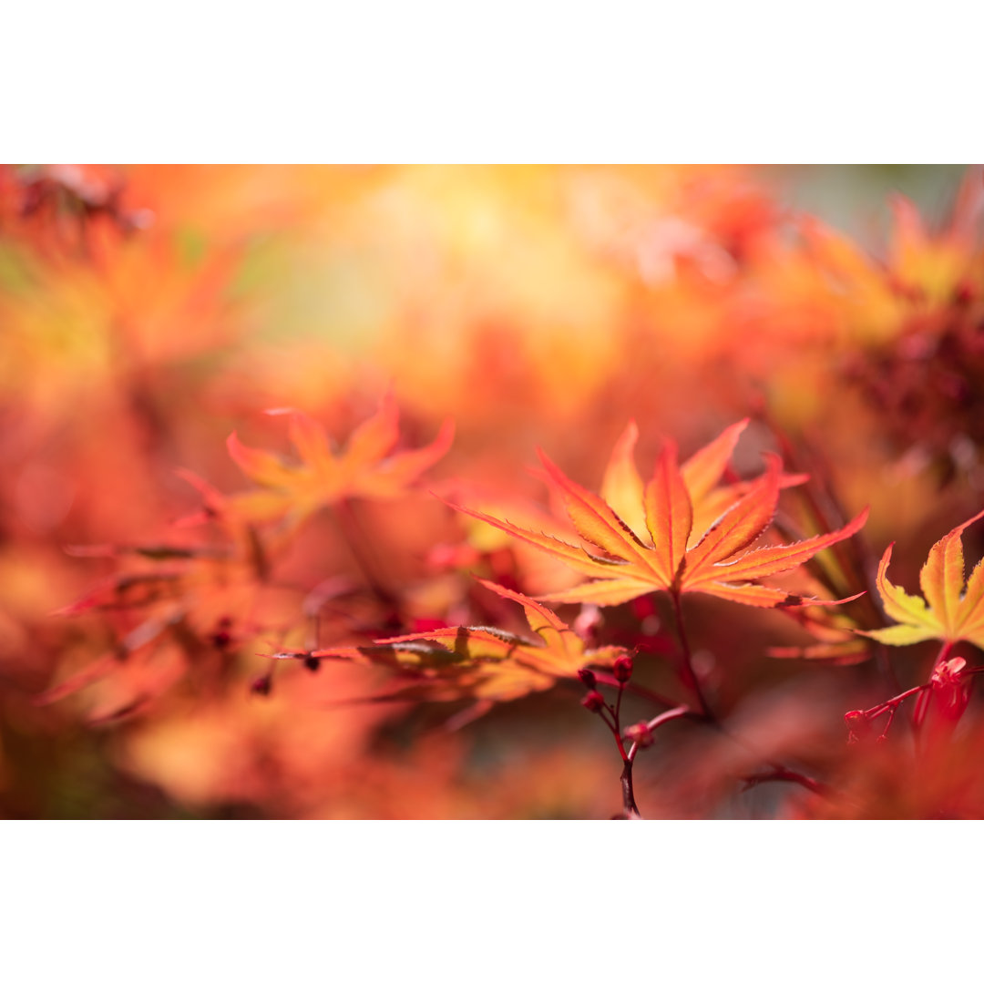 Leinwandbild Maple Leaf in Sunlight