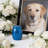 Mini Sealed Pet Cremation Urn, Blue-811907603