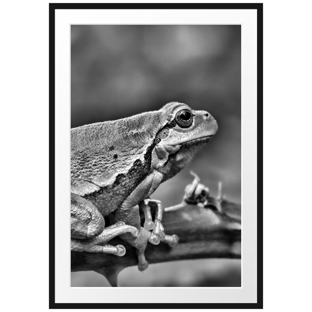 Gerahmtes Poster Kleiner Frosch auf Dornenast