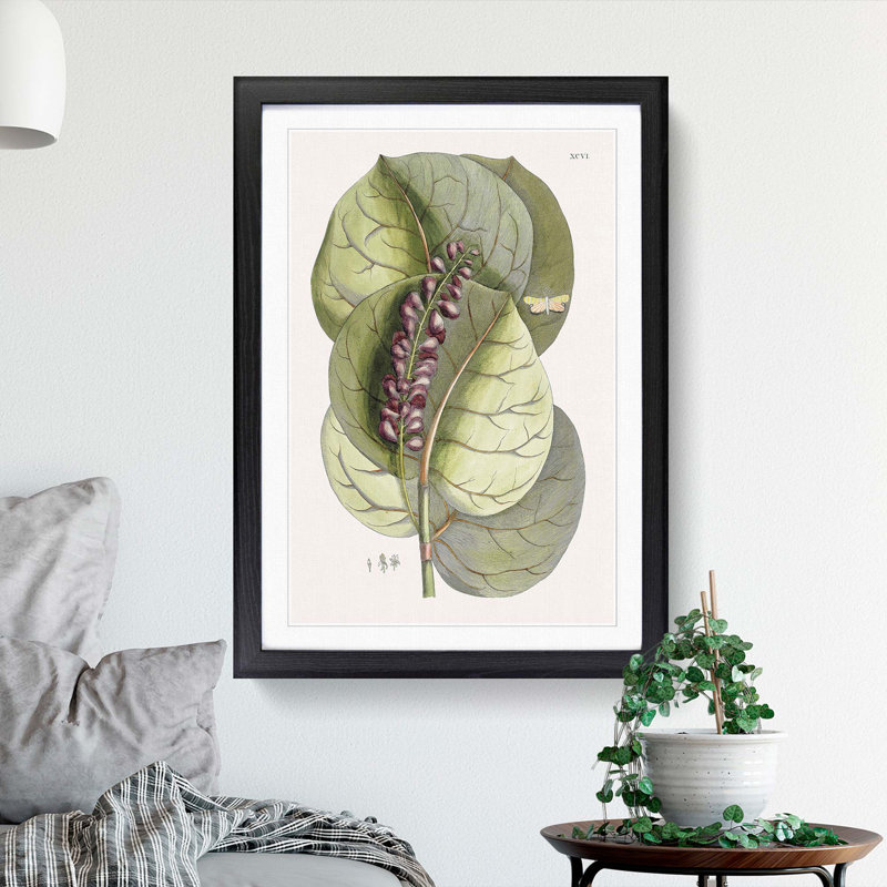 Mangrove Grape-Tree & Butterfly by Mark Catesby - Framed Print, 76cm H x 50cm W x 2cm D, Black