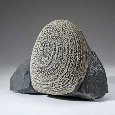 Béton de pyrite (pierre de Boji), arrondissement de Duchchuan, préfet de Kunming, province du Yunnan, Chine (1,85 lb)