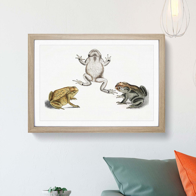 Illustrations of Toads by John Edward Gray - Picture Frame Painting Print, Oak Framed, 27cm H x 36cm W x 2cm D