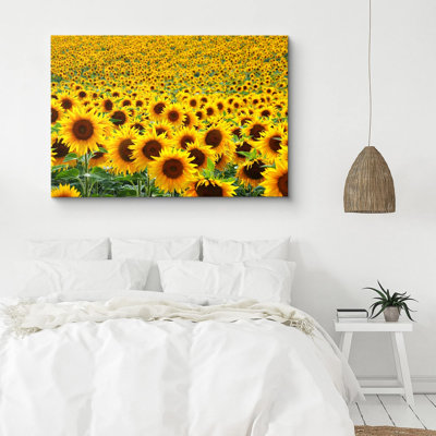 Sunflower " Hundreds Of Sunflowers In Field Plants "
