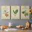 Linnaean Botany III - ensemble de 3 impressions sur toile tendue-782394690