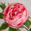 20 po Tiges de pivoines artificielles, ensemble de 3-1507613967