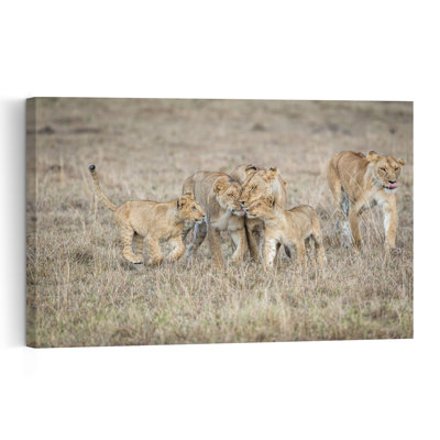 African Lion Family Playful Contemporary Cat Lion Landscape Nature Wall Art Print by Jeffrey C. Sink - 1 Piece Wrapped Canvas Wall Art