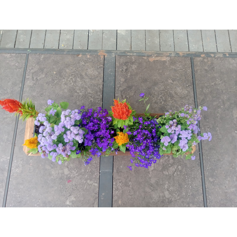 Darinka Wood Planter Box