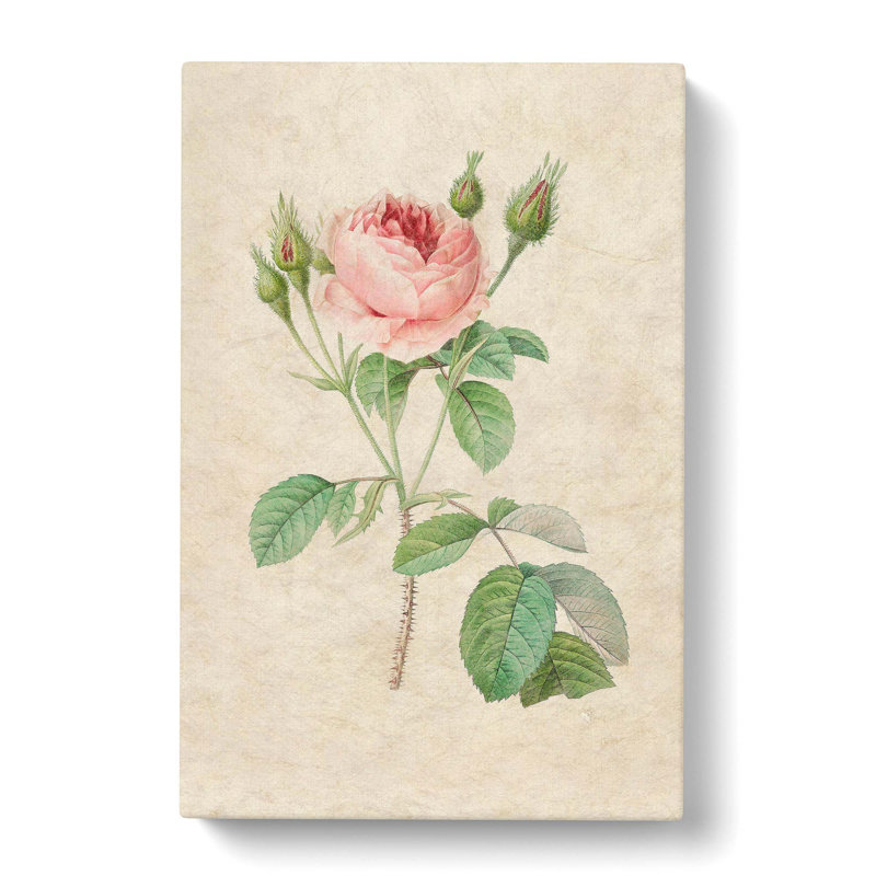 A Pink Rose by Pierre-Joseph Redoute - Wrapped Canvas Painting, 76cm H x 50cm W x 3cm D