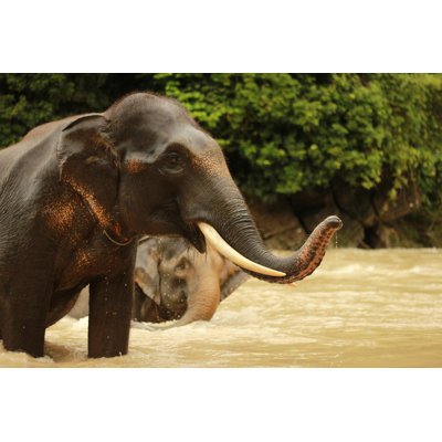 Elephant Talk 1 Piece Wrapped Canvas Wall Art
