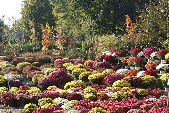« assorted mums the » par sara pierce, reproduction de photo, 24" H x 36" W
