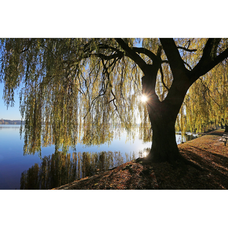 Saule sur toile par Canetti, H 8 po x l 12 po x P 1,25 po