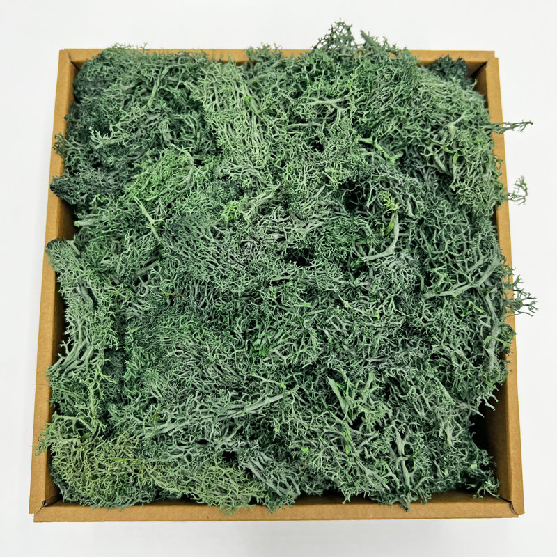 Renne préservée vert mousse, H 2 po x l 7,5 po x P 7,5 po