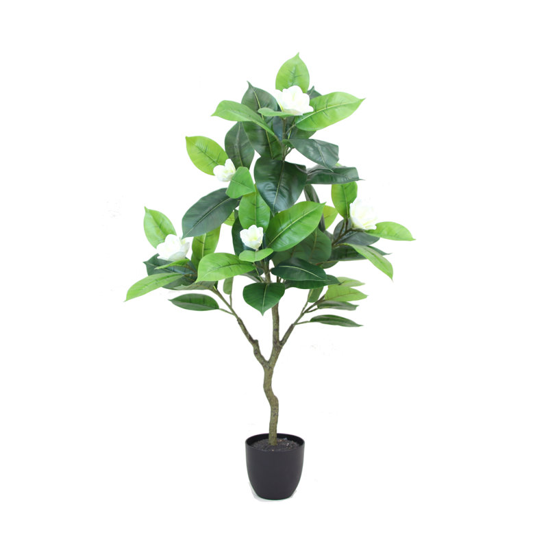 Arbre de magnolia vert en pot 50 po Ramey