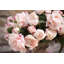 Arrangement floral rosé rose