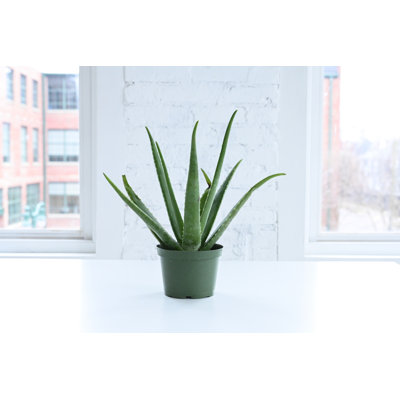 Live Aloe Vera Plant, 6" Diameter