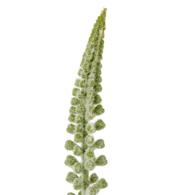 Anastasija Arrangement