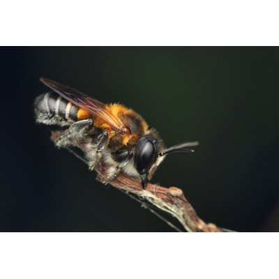 Giant Resin Bee - Wrapped Canvas Print