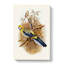 Blue-cheeked Parakeet by Elizabeth Gould - Wrapped Canvas Painting-55362290