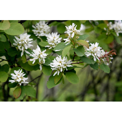 Saskatoon Berry par Murphy_Shewchuk