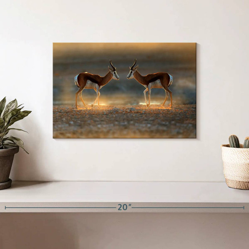 Brampt Springbok Antelopes, 8" H x 12" W